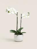 product-gallery-0